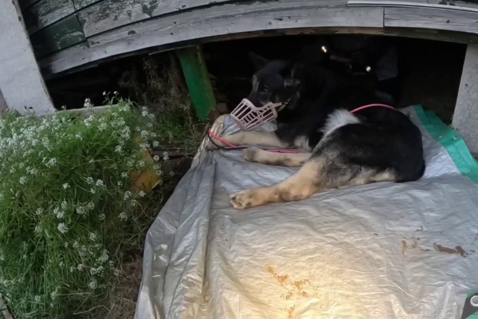    Собака оказалась в плачевном состоянии. Фото: t.me/koshkispas