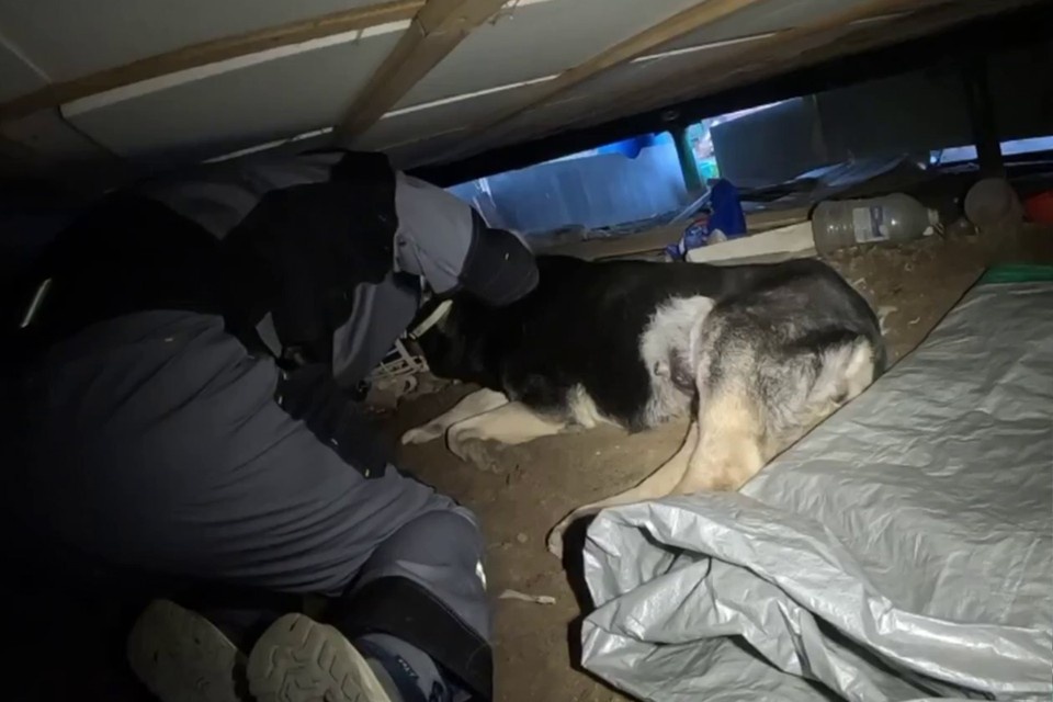    Волонтерам предстояло надеть намордник и вытащить беднягу. Фото: t.me/koshkispas