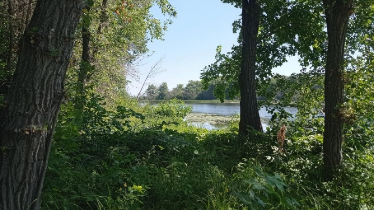    Краснокнижный шакал попал в объектив фотоловушки под СаратовомНовости Саратова и области – Сетевое издание «Репортер64»