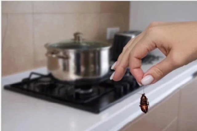    К чему снятся тараканы?