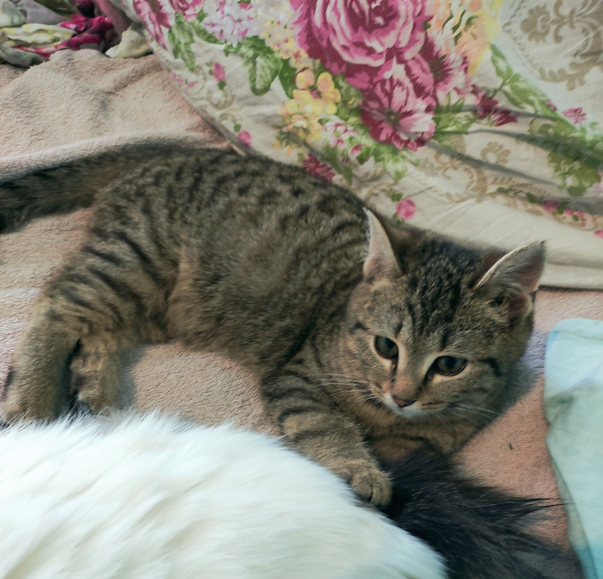 Пытаемся оторвать хвост наглого Ивана, который мешает лежать на всей кроватке).