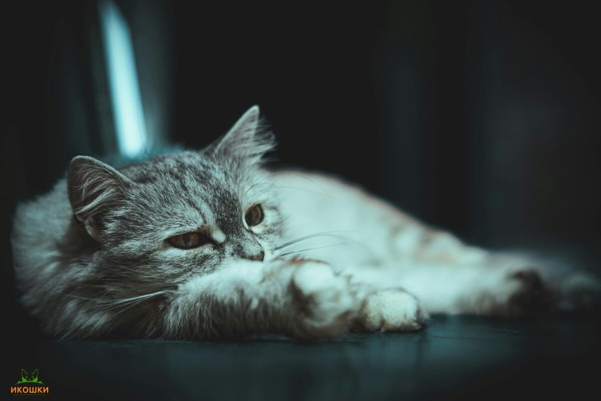 Кошка вялая