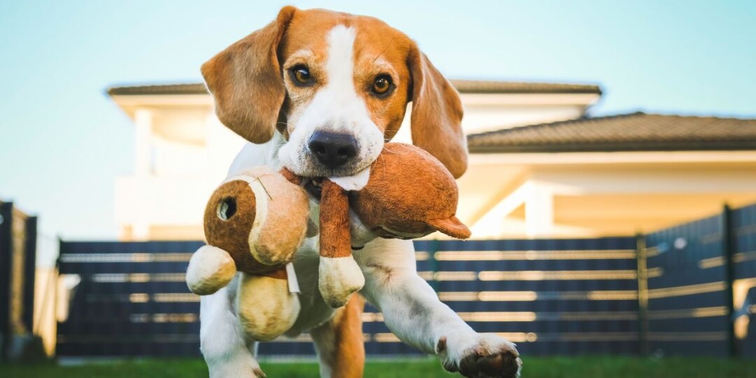 Как научить собаку команде апорт: метод «10 минут в день», работает даже с упрямцами