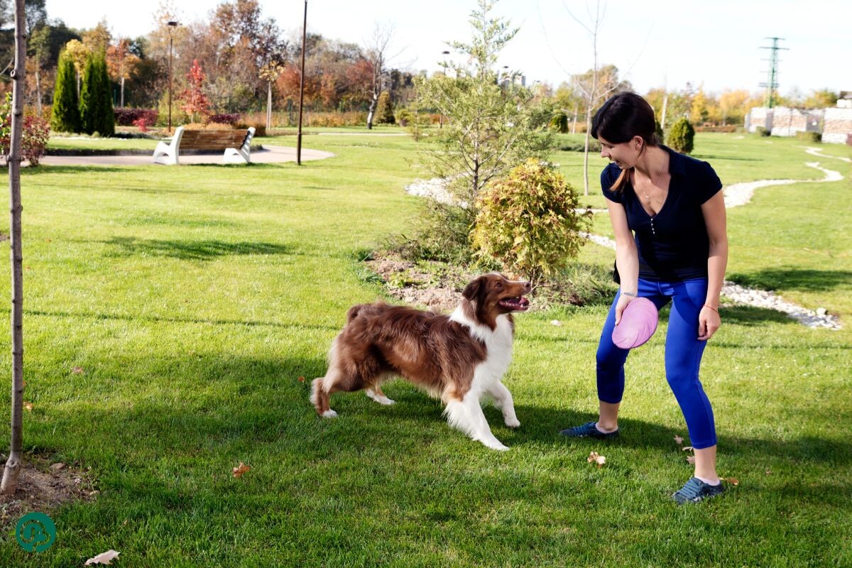 Как научить собаку команде апорт