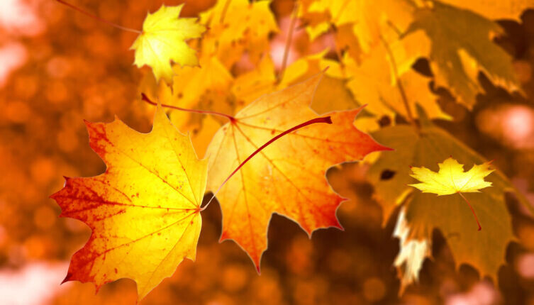    Зачем нужен листопад? Фото: по лицензии CC0 Pxhere.com