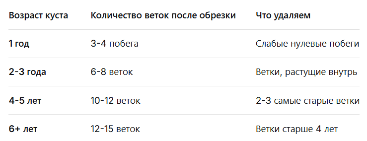 Схема обрезки чернофй с мородины по годам
