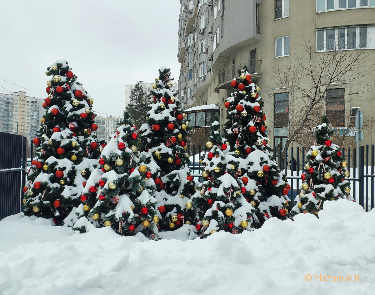 Фото автора канала. Новогодние елки в конце февраля.