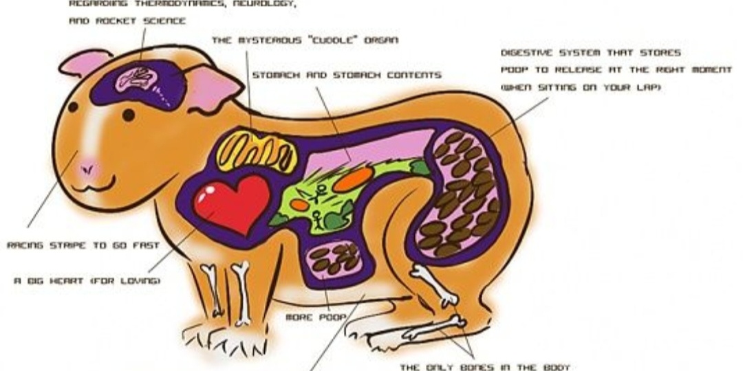 О питании Морских Свинок