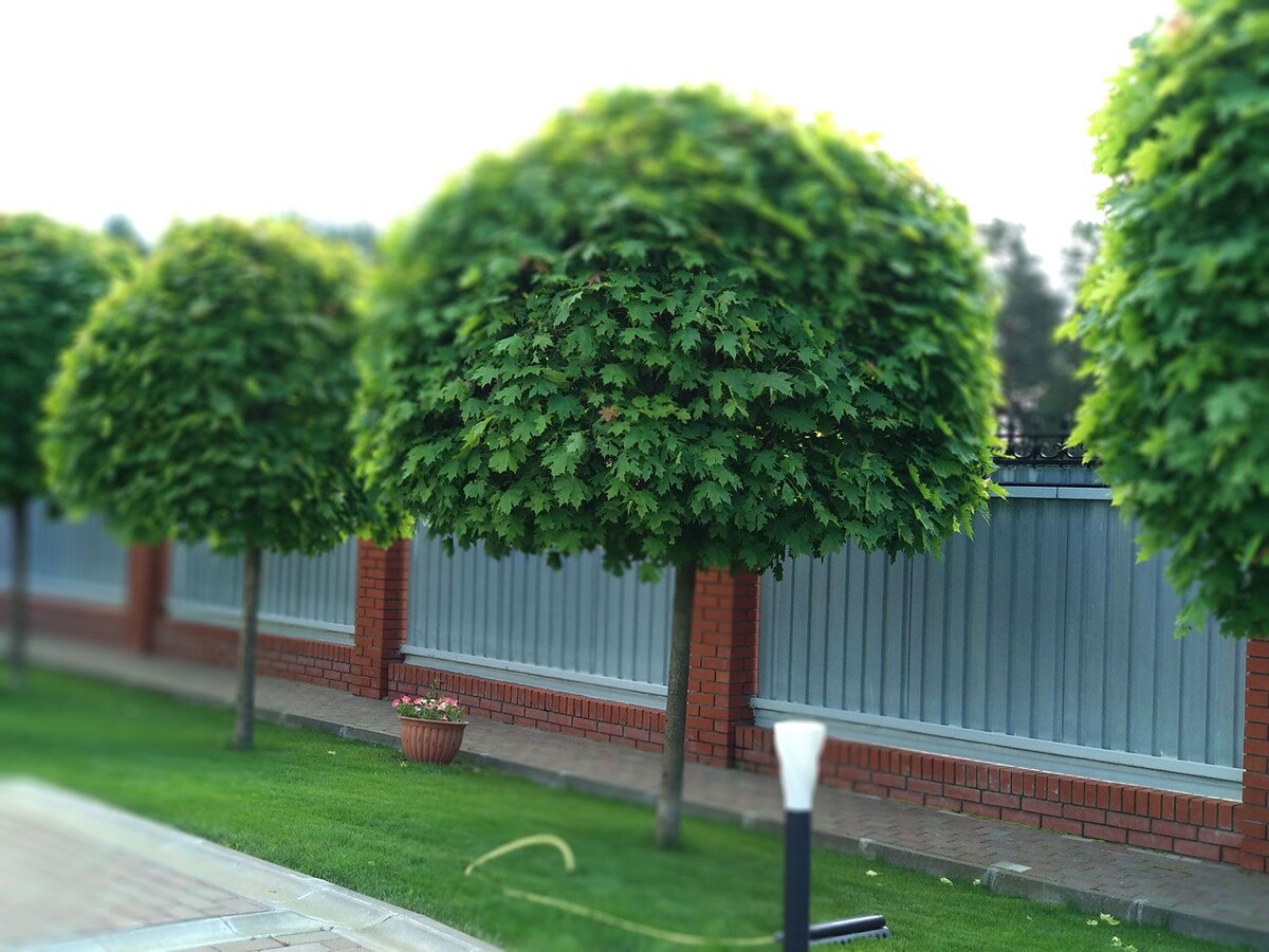 Клены на участке