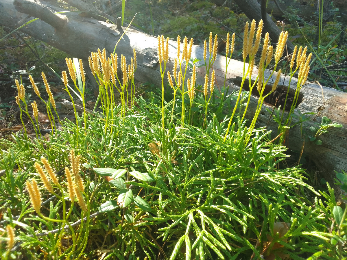 Плаун сплюснутый