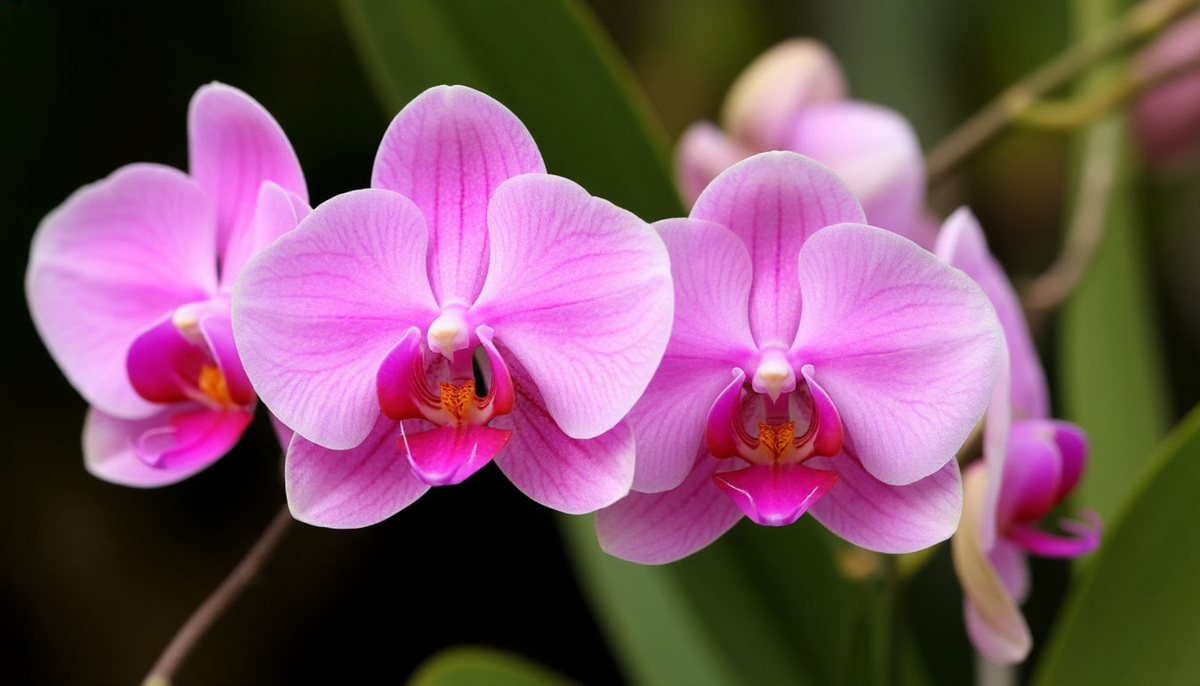    Всем орхидеям в октябре — срочно: капаю 3 капли в воду — и очнется даже поникший цветонос