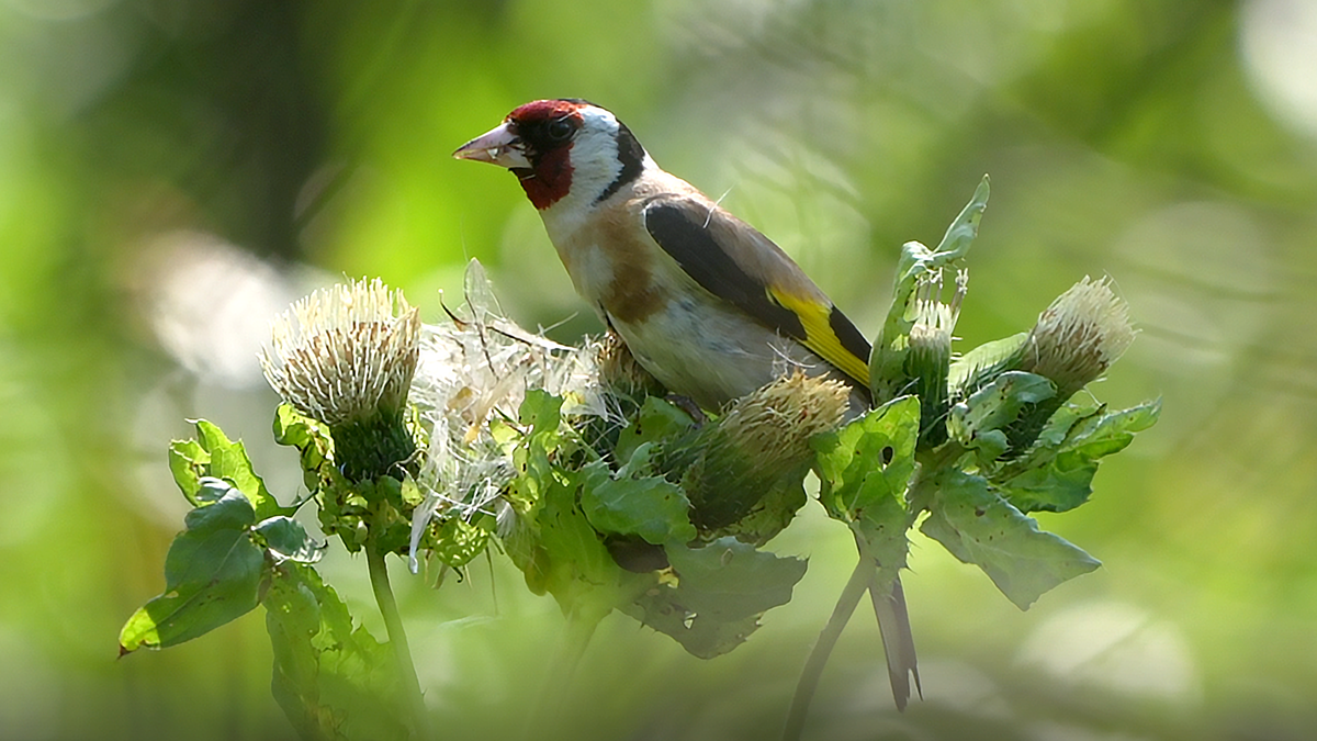 Щегол черноголовый