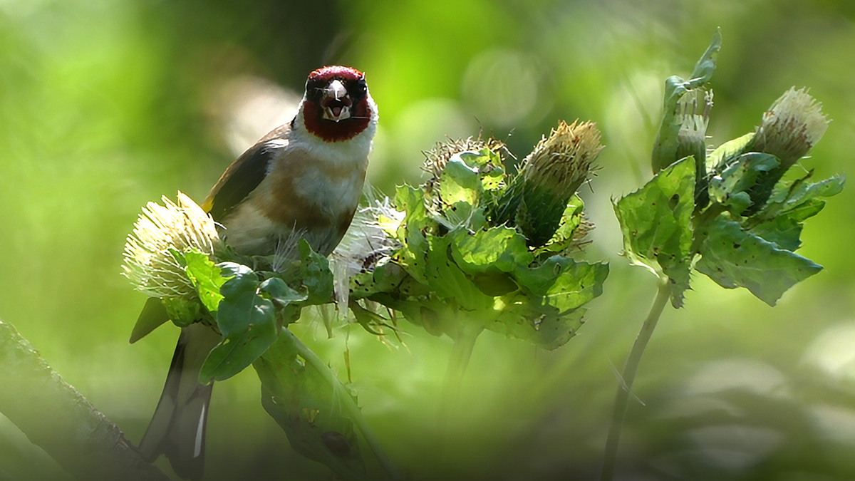 Щегол черноголовый