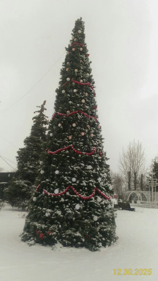 Фотографии предоставлены младшим сыном Александром. :) Не знаю, почему елка падает. Пизанская, что ли ... 😄