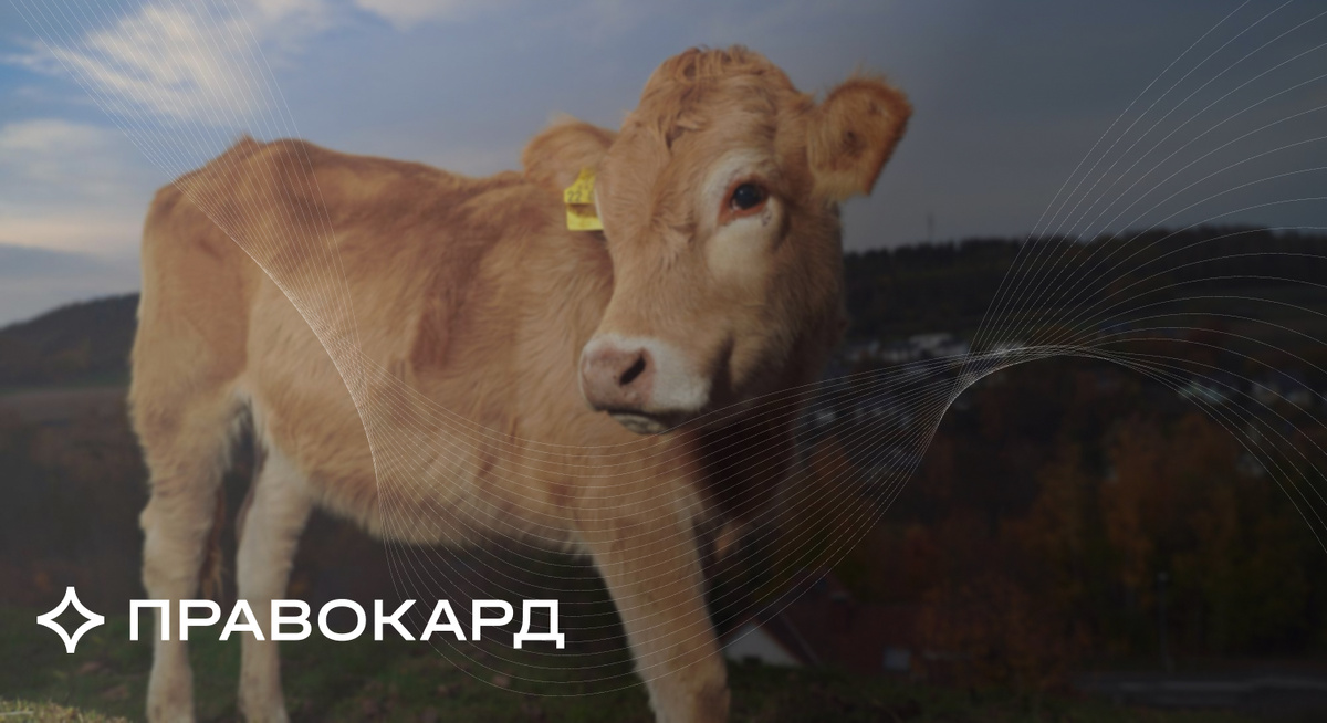 Как юристы ПРАВОКАРД нашли решение спора дяди Федора и Матроскина о теленке