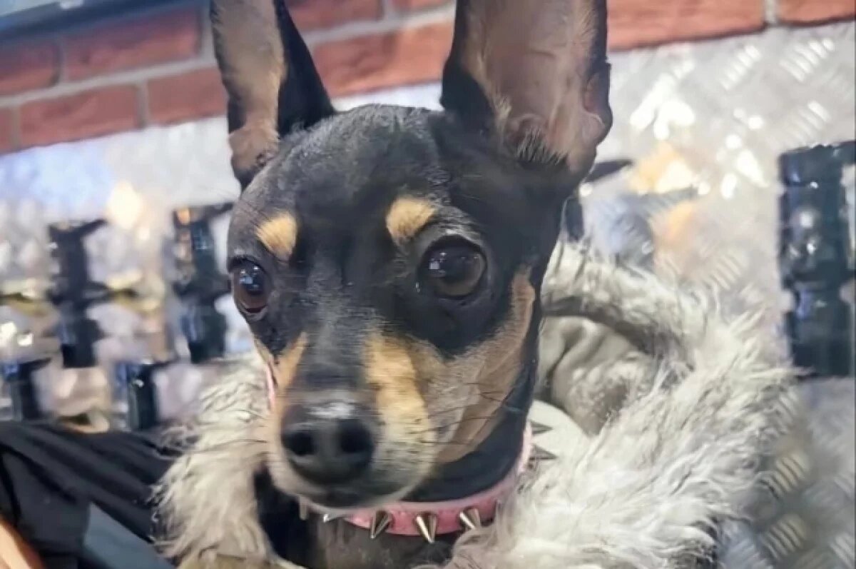    Породистого миниатюрного песика хозяйка бросила прямо на улице