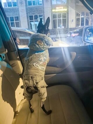    Фото: "Право на жизнь". Фонд помощи животным. Южно-Сахалинск.