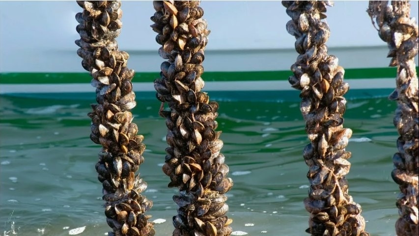 Мидии на ферме. Картинка из открытых источников