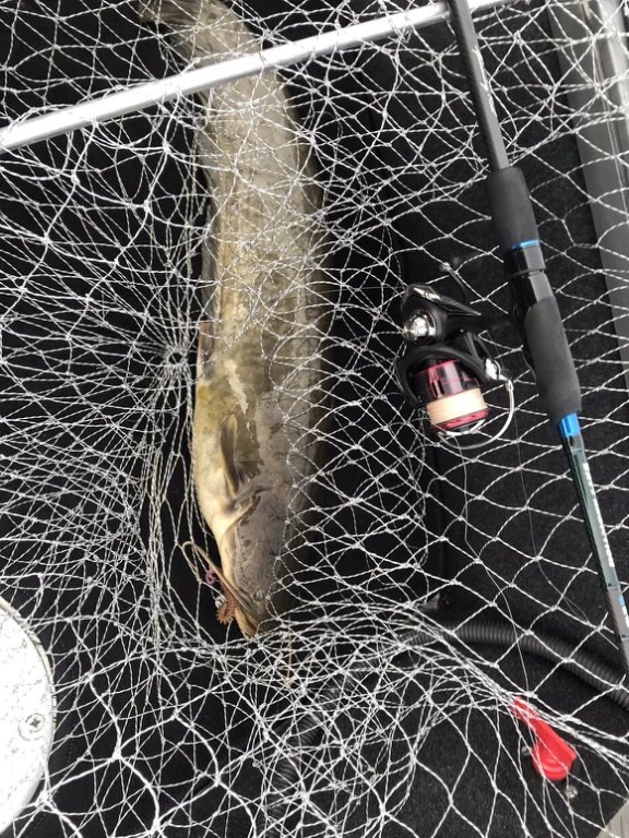 Сомик на 2.5кг