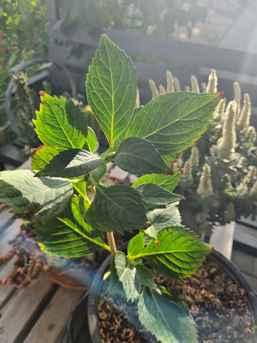 Фото: Зеленая леди, сад, семья и томатный сок 