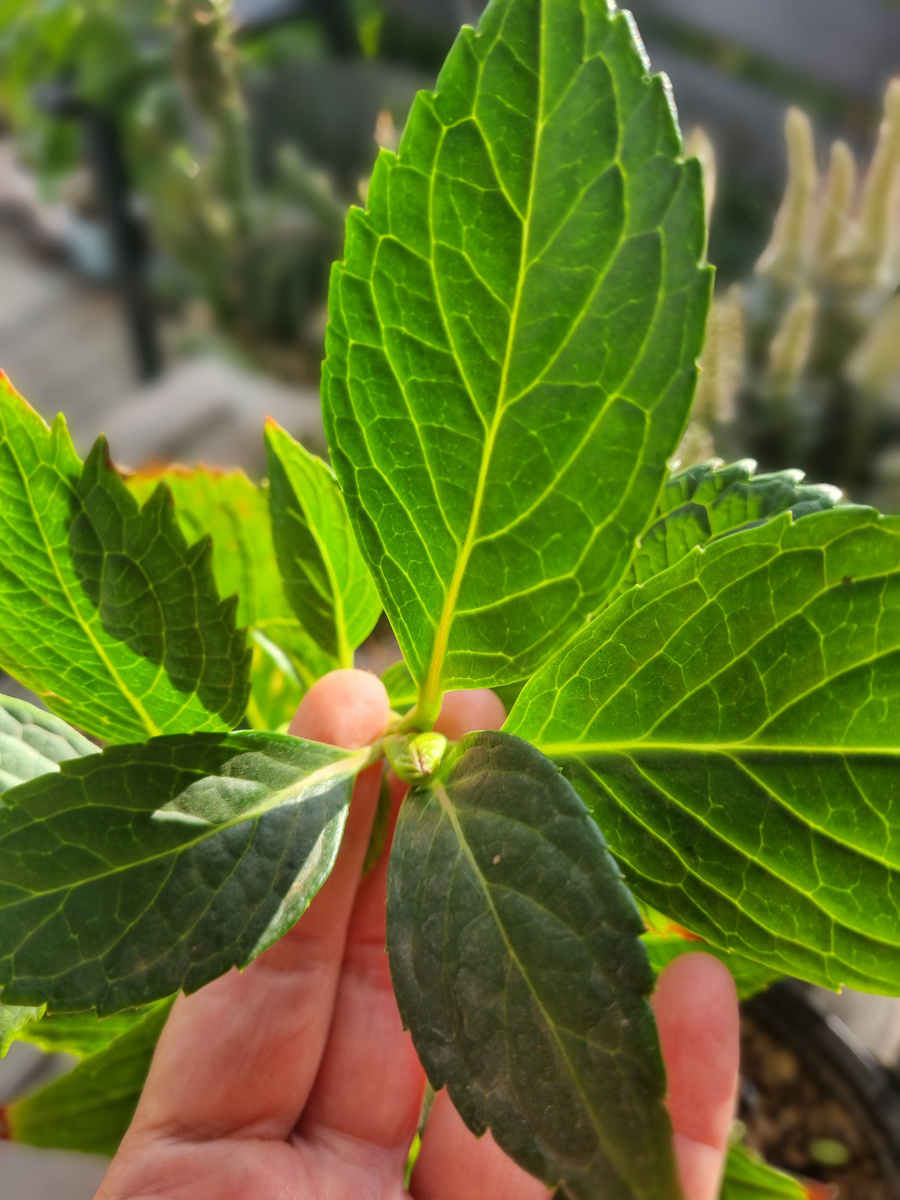 Фото: Зеленая леди, сад, семья и томатный сок 