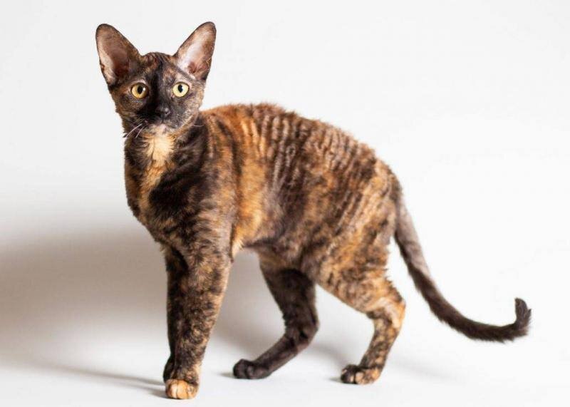 Немецкий рекс – элегантная порода кошек с уникальной внешностью и нежным характером.