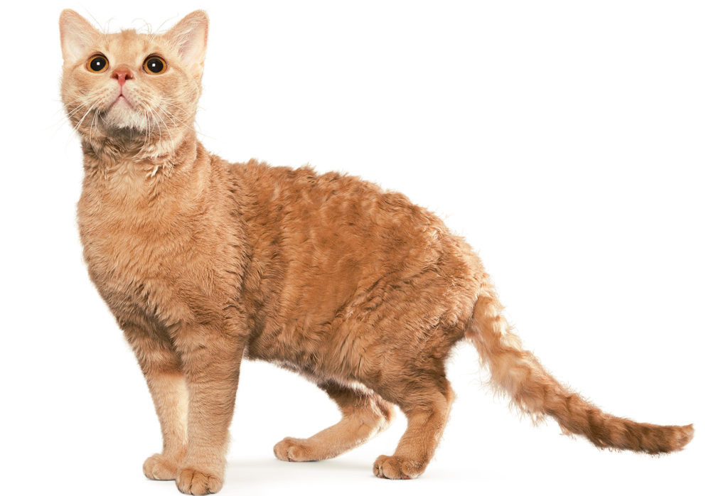 Немецкий рекс отличается элегантным и пропорциональным телосложением, что выделяет его среди множества других пород.