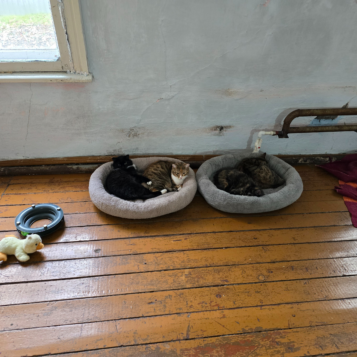 коты жмутся друг к другу спасаясь