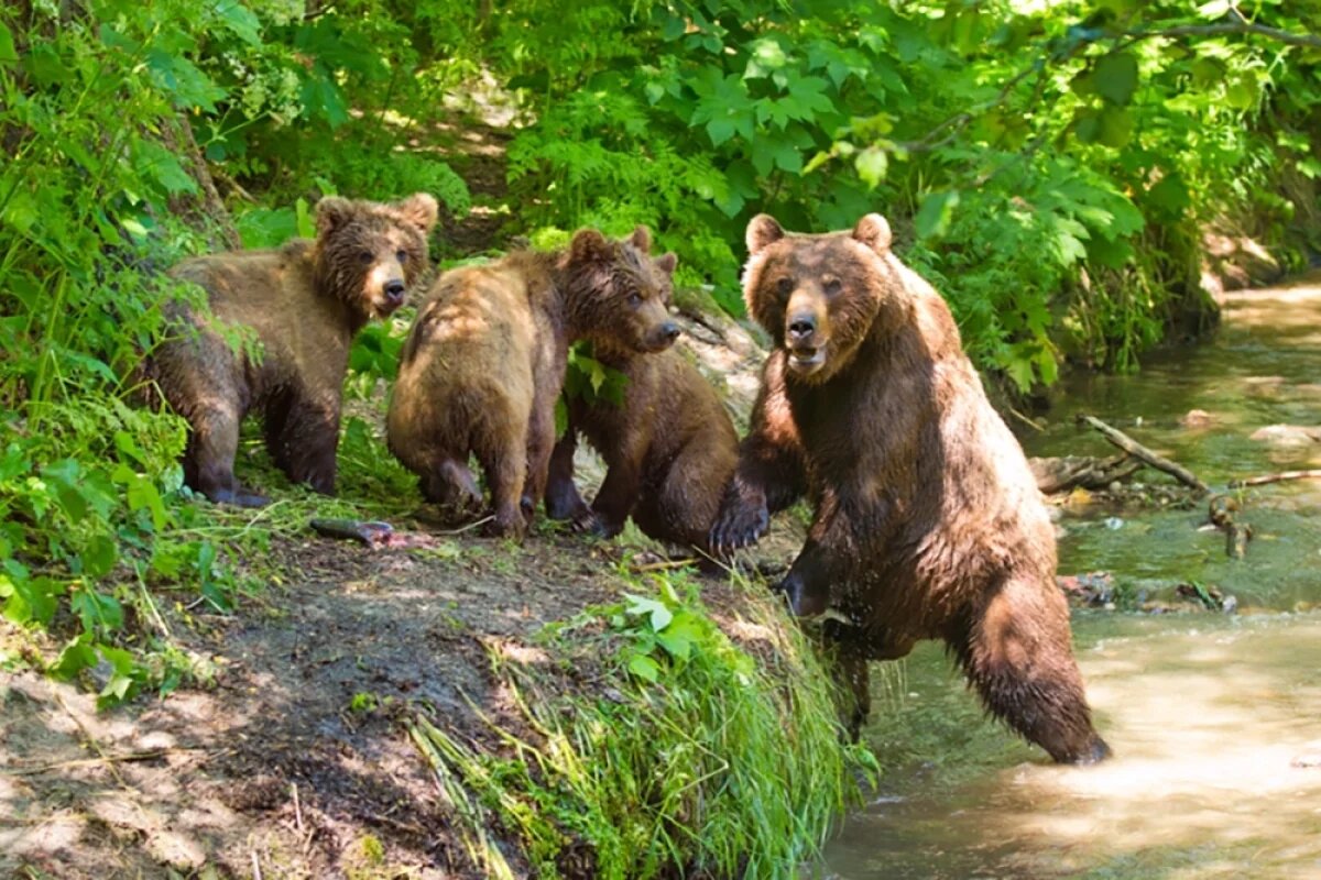    На Камчатке построят новый центр для медвежат-сирот