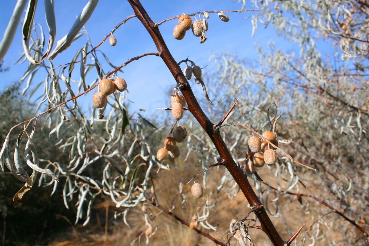 Лох серебристый