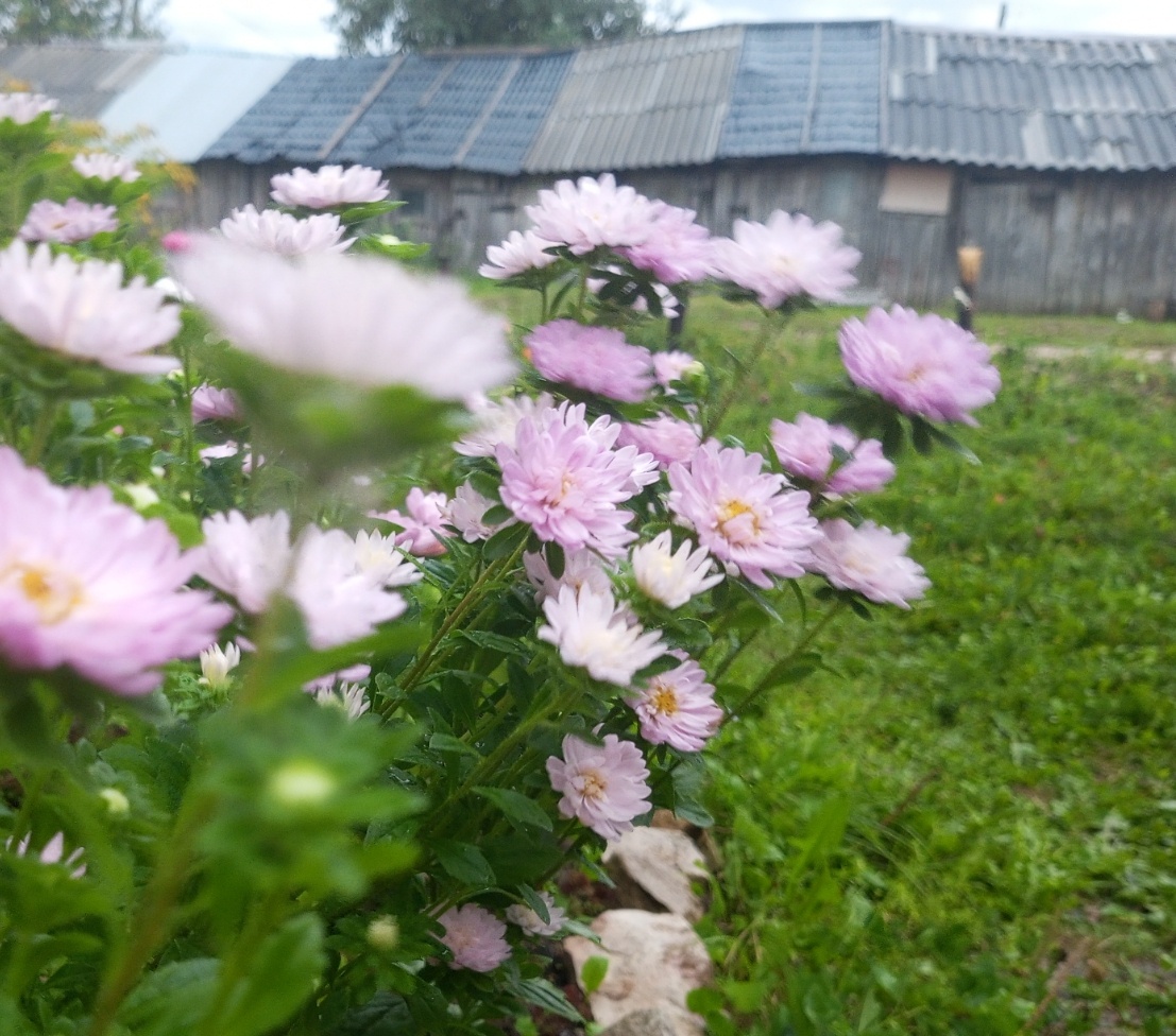 Грустные воспоминания. Фото автора.
