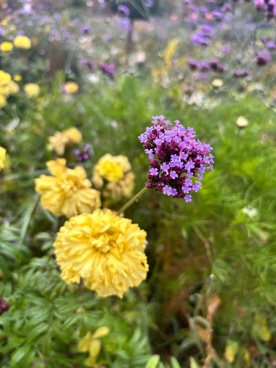 Последние осенние цветы 