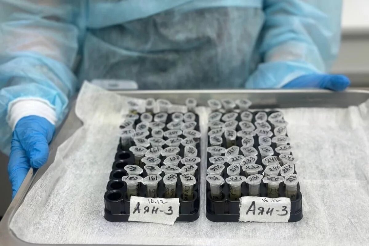    Медики рассчитывают победить гепатит C в Аяно-Майском районе к концу года