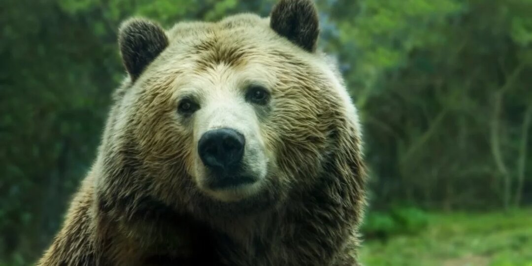 Жители села в Башкирии боятся выходить из домов из-за медведей