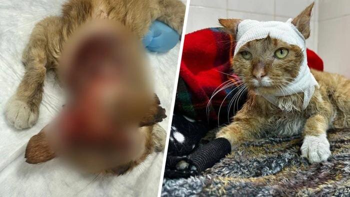 Спасают врачи: В Подмосковье подростки подожгли дворового кота