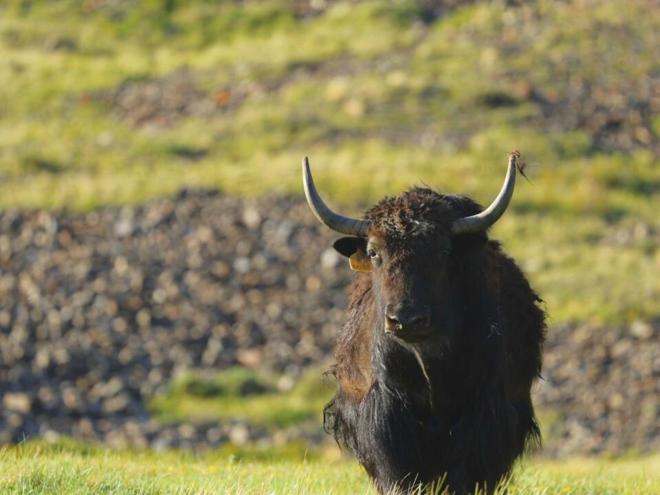    Яки. Источник: Алина Ковалева / t.me/sailugem