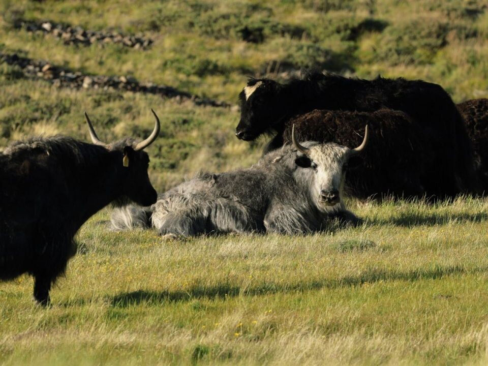    Яки. Источник: Алина Ковалева / t.me/sailugem