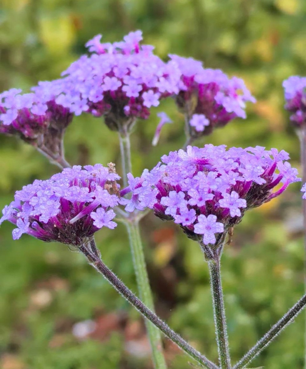 Вербена бонарская