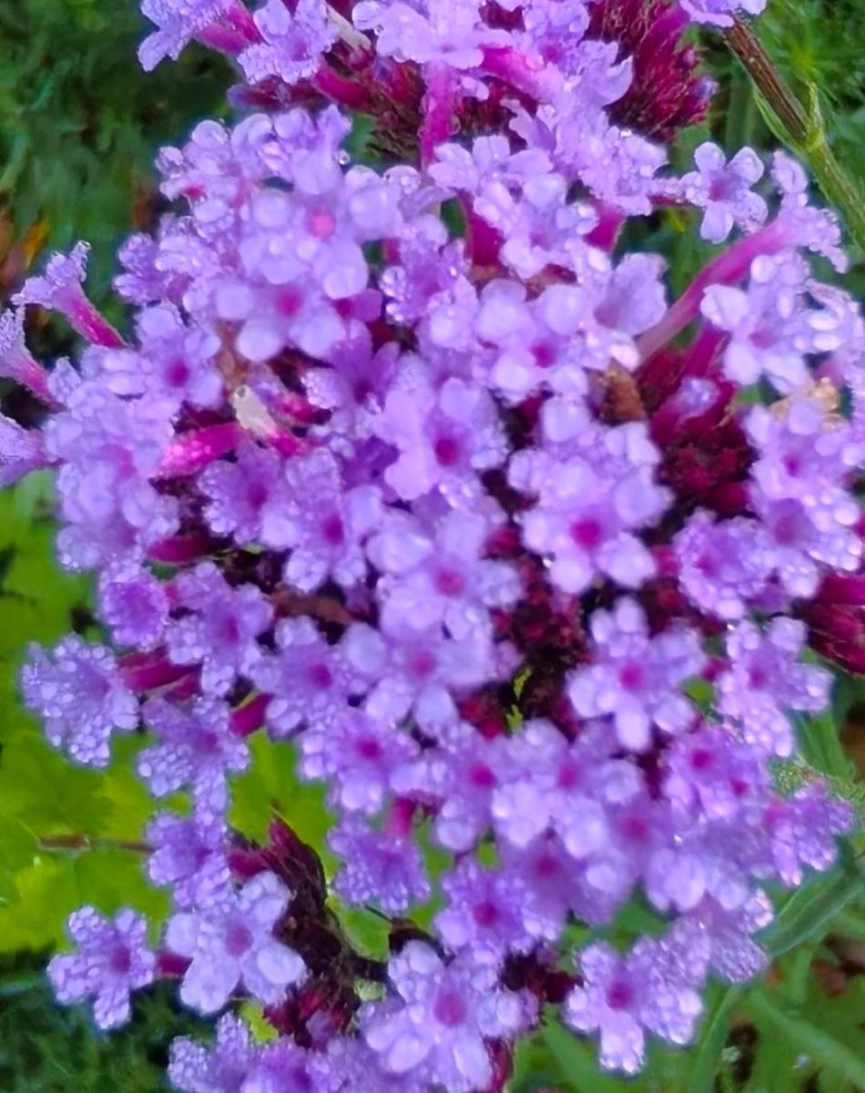 Цветки в соцветие вербены