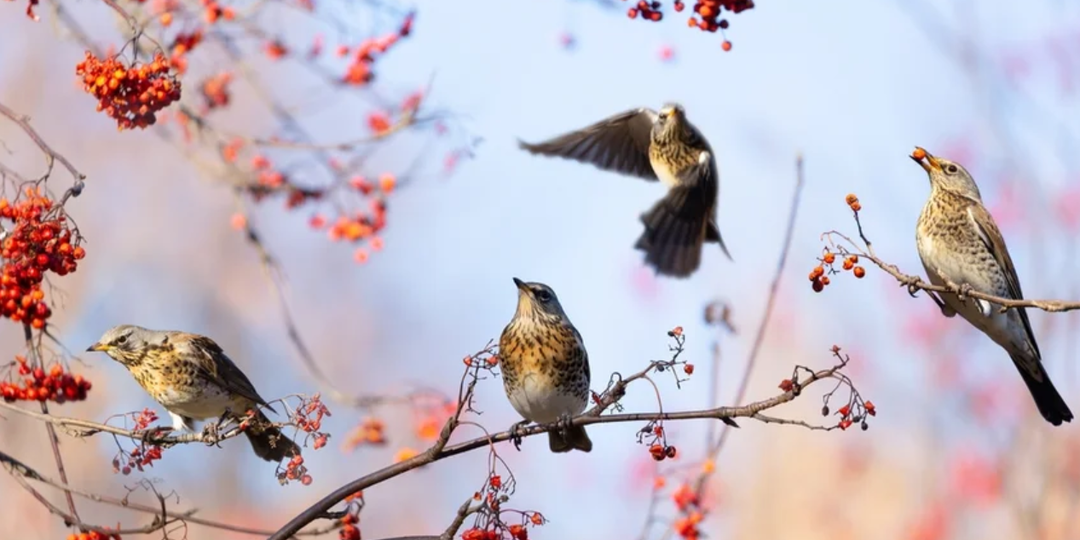 Приметы и поверья: какой будет зима 2025-2026?