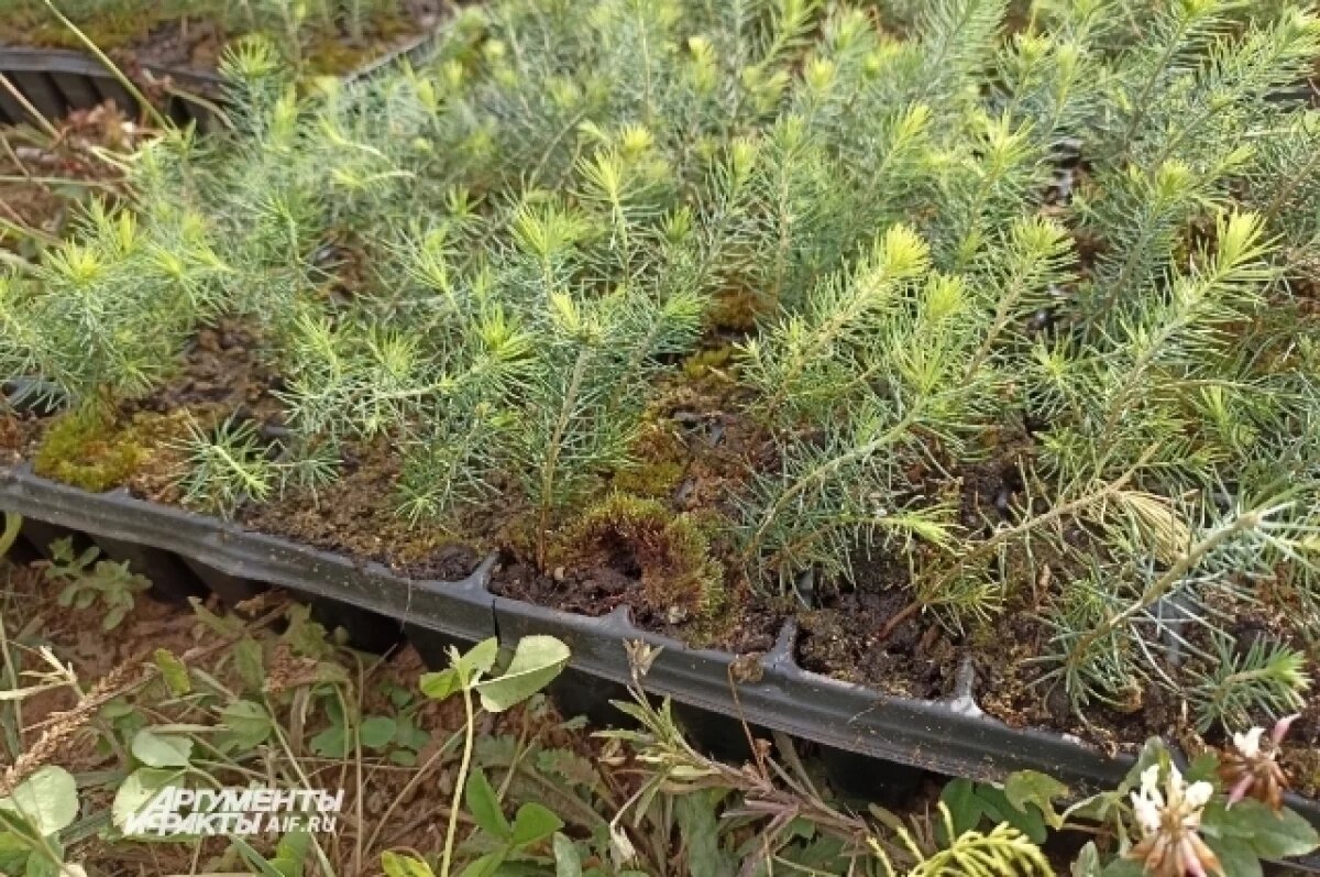    В Сургуте бизнесмены высадили около 20 елей на Университетской