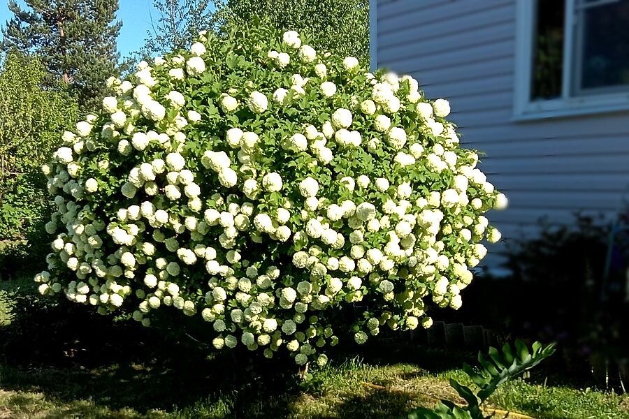 Калина Бульденеж цветёт.