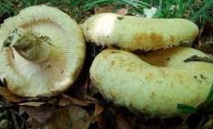 Польза груздей: почему этот гриб должен быть в вашем рационе