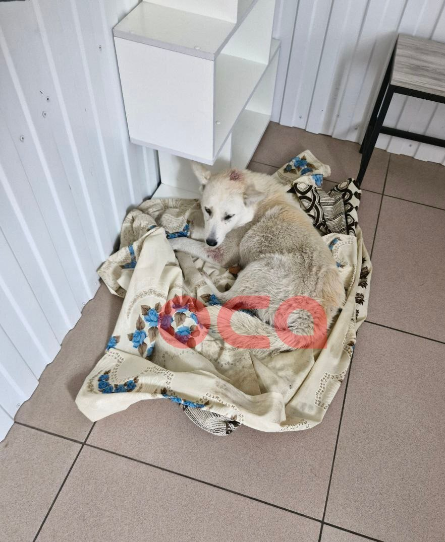 Фото: телеграм-канал «Оса»