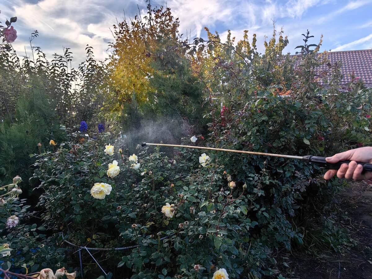 Фото 1,2 Обработка баковой смесью в моём саду. Фото автора 