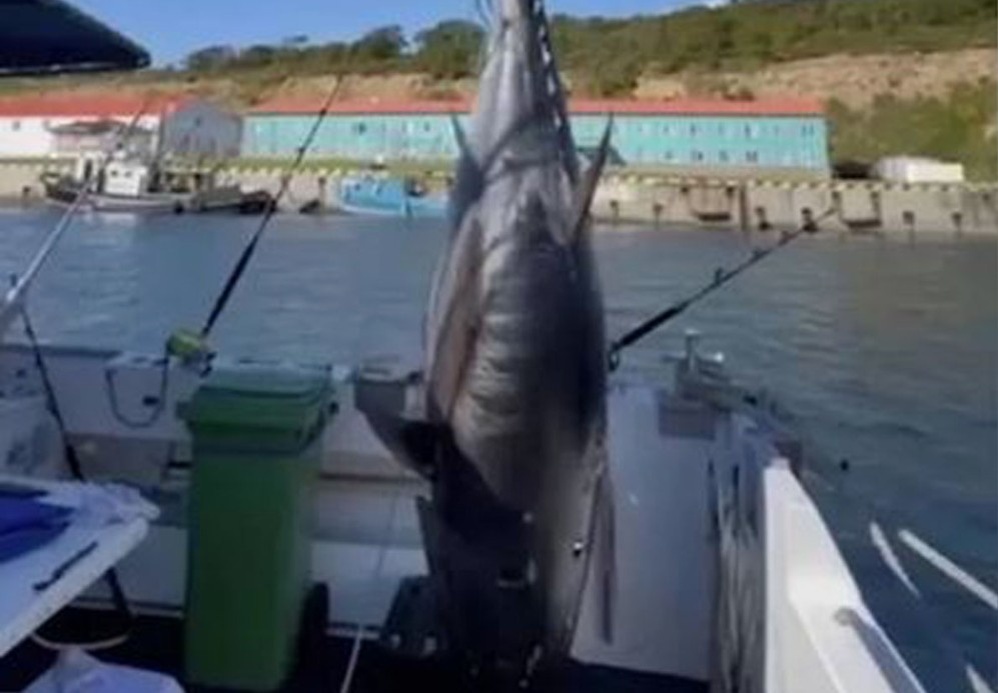 Настоящая рыбацкая удача: трофейный синий тунец. Российские рыбаки бьют рекорды