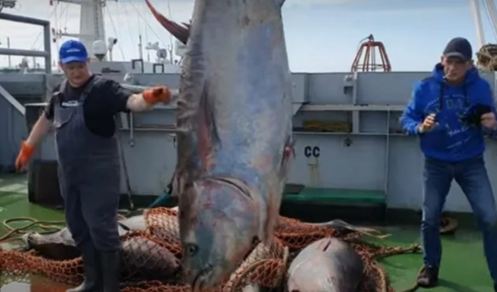 Рыбаки с Курил замерли у весов: стрелка показывает 284 кг. Такого редкого синего тунца можно продать за целое состояние