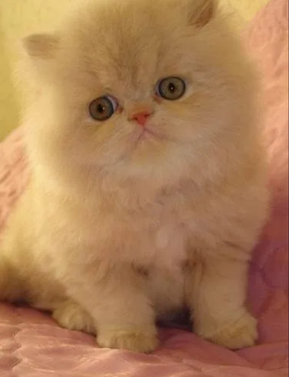 Котенок Персидской породы персикового окраса, из интернета.