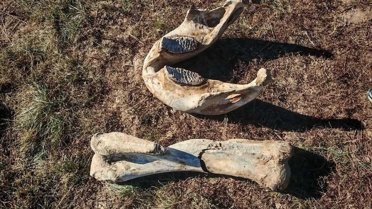 Кости взрослого мамонта нашли в Акмолинской области
© Photo : Национальный музей Казахстана