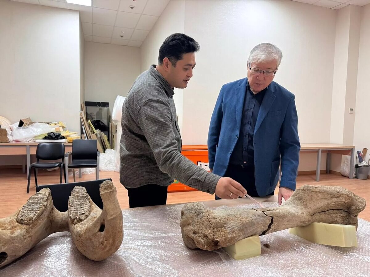 Кости взрослого мамонта нашли в Акмолинской области
© Photo : Национальный музей Казахстана